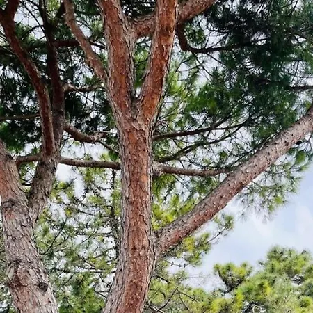 Prázdninový dům Beatrice *